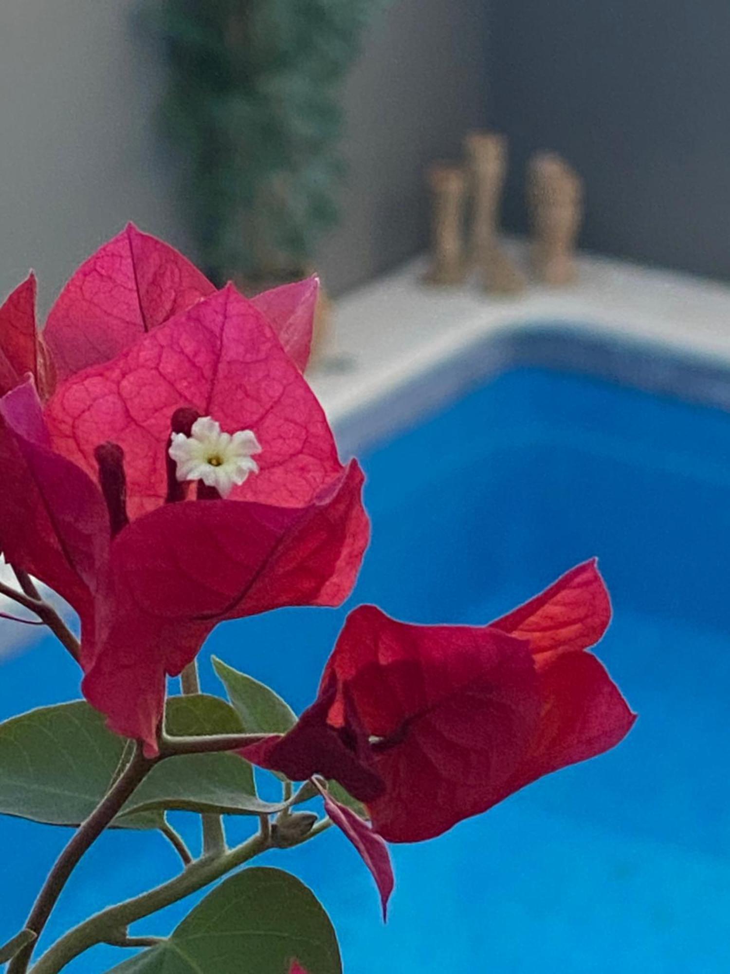 Casa Palacio Anima ヘレス エクステリア 写真